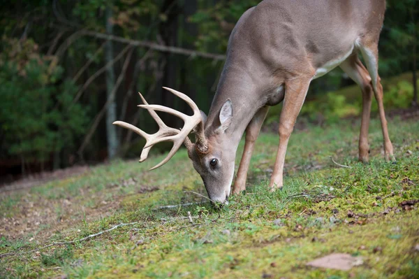 Büyük ak kuyruklu geyik buck — Stok fotoğraf