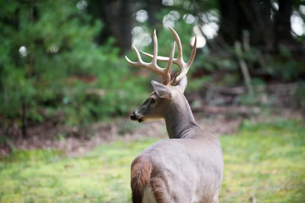 Grote Witstaarthert buck — Stockfoto