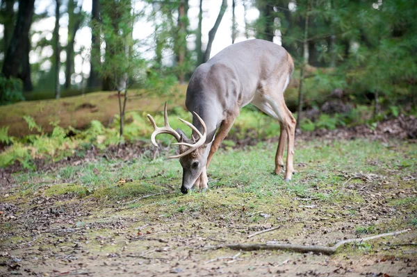 Grote Witstaarthert buck — Stockfoto