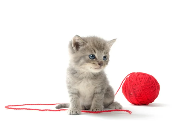 Roztomilý tříbarevné kotě s míčem červenou nití — Stock fotografie
