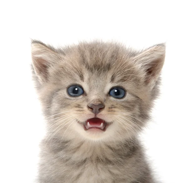 şirin tabby yavru kedi