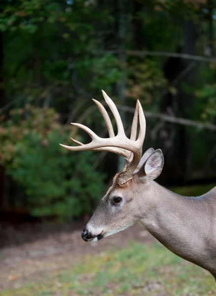 Large white-tailed deer buck — Stock Photo, Image