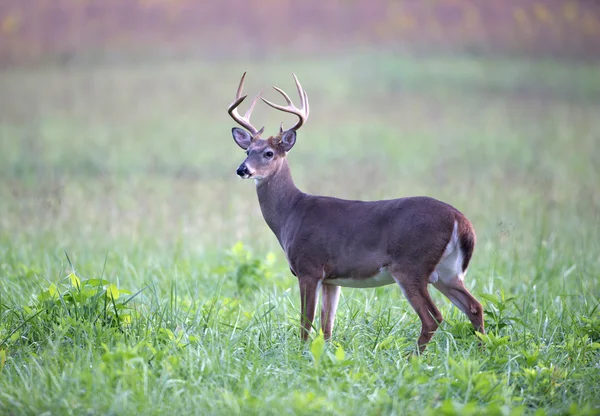 White-tailed deer buck in foggy meadow — Stockfoto