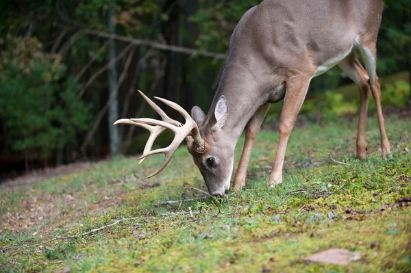 Büyük ak kuyruklu geyik buck — Stok fotoğraf