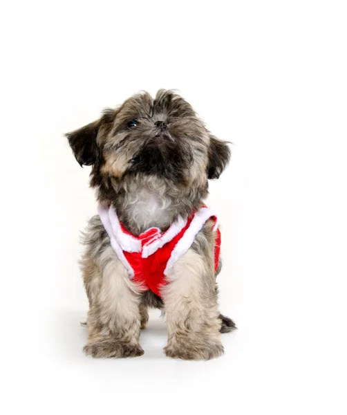 Shih tzu Welpe mit Pullover — Stockfoto