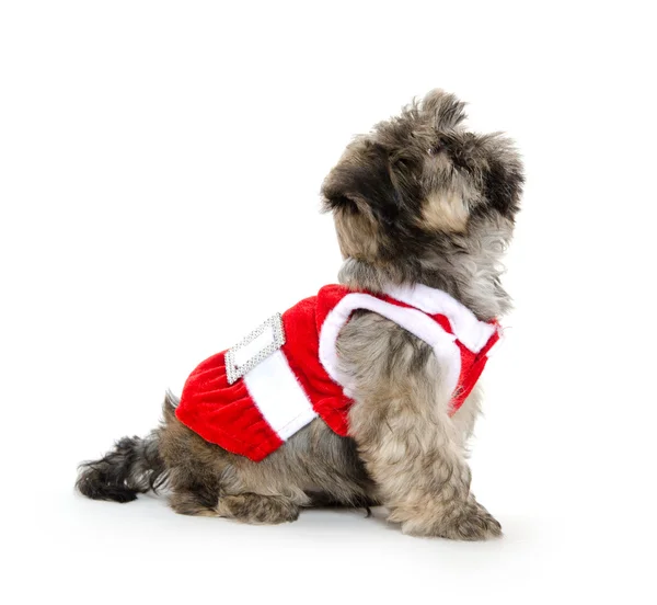 Szczeniak shih tzu z sweter — Zdjęcie stockowe