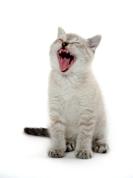Roztomilé kotě zíval na bílém pozadí — Stock fotografie