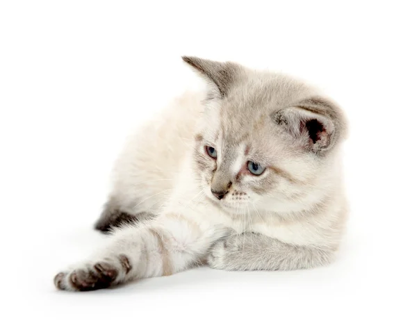 Lindo gatito jugando — Foto de Stock