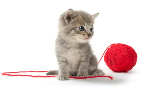 Kırmızı iplik yumağı ile şirin tabby yavru kedi — Stok fotoğraf