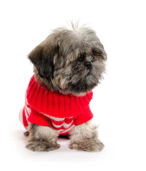 Shih tzu cachorro com suéter — Fotografia de Stock