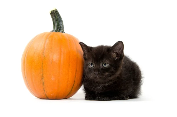 Czarny kotek i dyni — Zdjęcie stockowe
