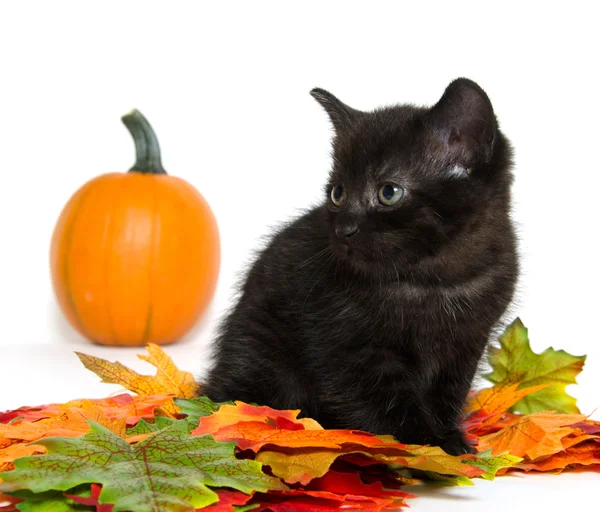 Czarny kotek i dyni — Zdjęcie stockowe