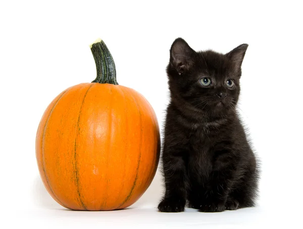 Svart kattunge och pumpa — Stockfoto