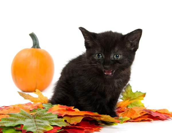 Černé kotě a dýně — Stock fotografie