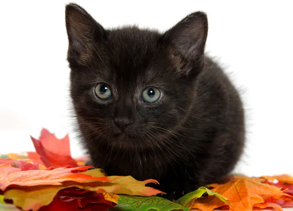 Black kitten and pumpkin — Stock Photo, Image