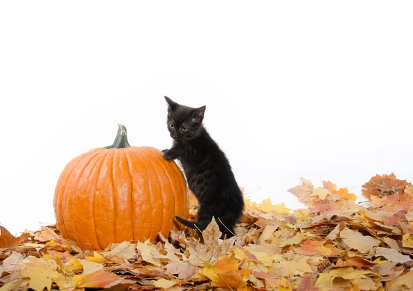 Black kitten and pumpkin — Stock Photo, Image