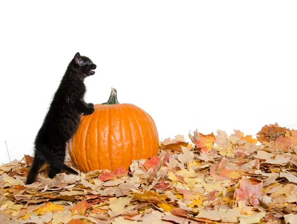 Svart kattunge och pumpa — Stockfoto