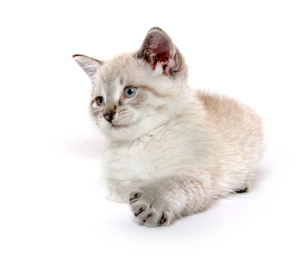 Oynarken sevimli kedi yavrusu — Stok fotoğraf