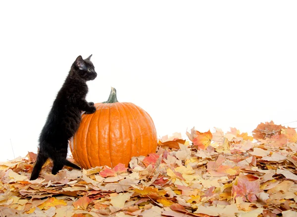 カボチャと黒の子猫 — ストック写真