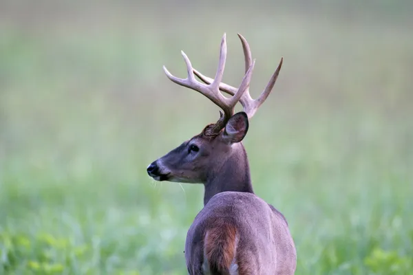 White-tailed deer buck in foggy meadow — Stock Photo, Image