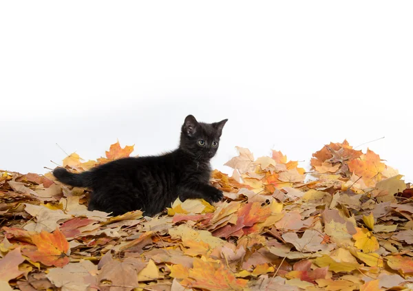 Ładny czarny kotek i liści — Zdjęcie stockowe
