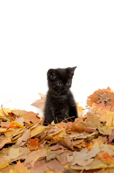 Cute black kitten and leaves — Stock Photo, Image