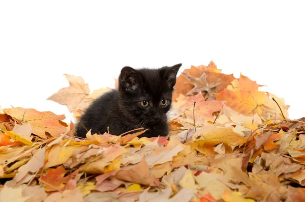 Cute black kitten and leaves — Stock Photo, Image