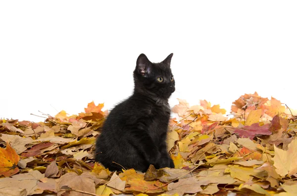 かわいい黒の子猫と葉 — ストック写真