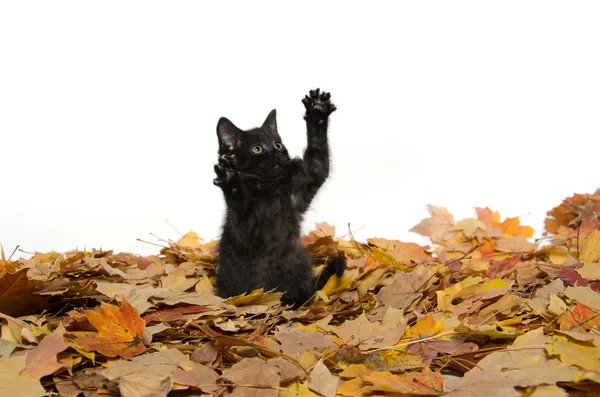 Leuk zwart katje en bladeren — Stockfoto