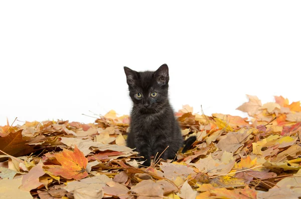 Lindo gatito negro y hojas — Foto de Stock