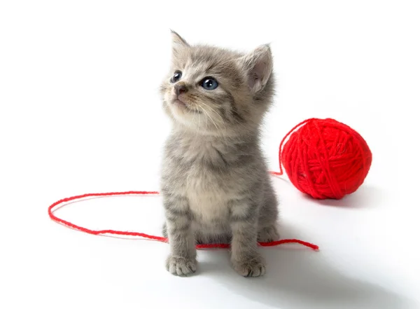 Милий таббі кошеня з червоною кулькою з пряжі Стокове Зображення