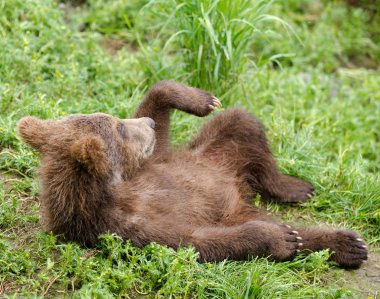 Alaskan brown bear cub clipart