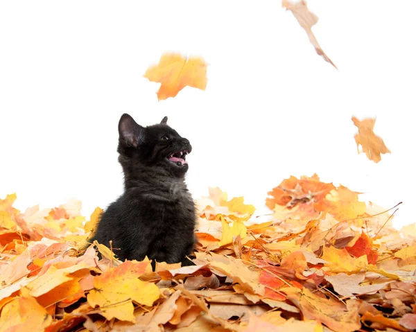 Cute black kitten and leaves — Stock Photo, Image