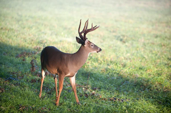 Witstaarthert bok in een weide — Stockfoto