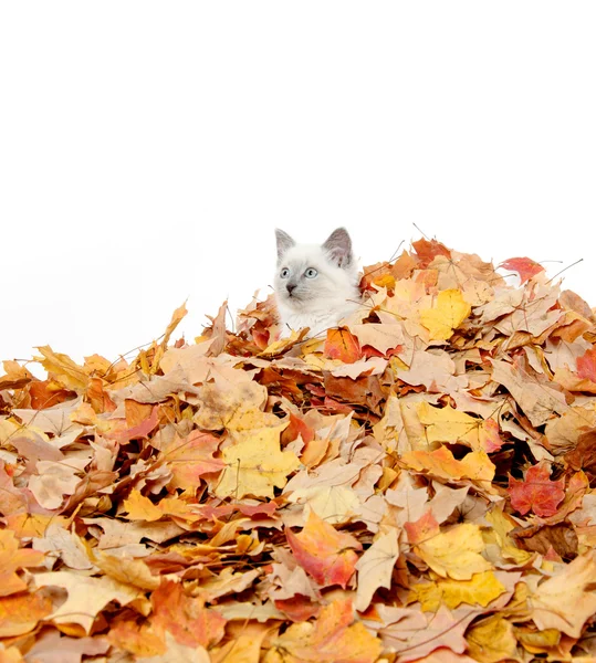 かわいい子猫の葉に隠れています。 — ストック写真