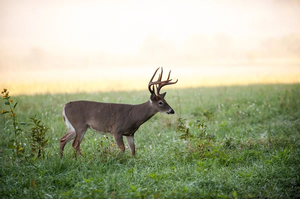 Cervo dalla coda bianca buck in un prato — Foto Stock