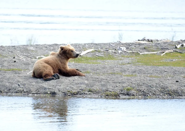 Oso marrón de Alaska descansando —  Fotos de Stock