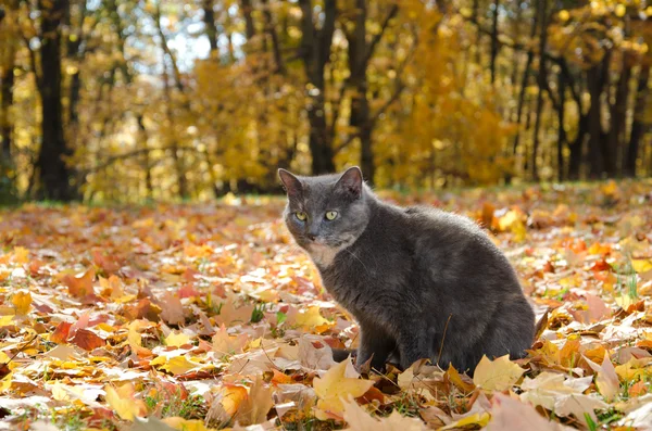 Katt i fall blad — Stockfoto