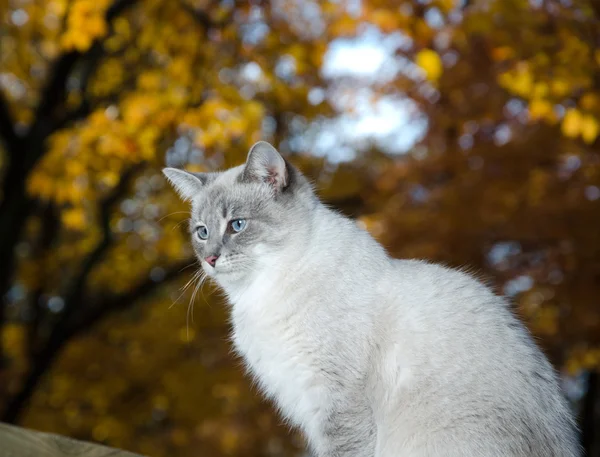 Cute cat and fall leaves — Stock Photo, Image