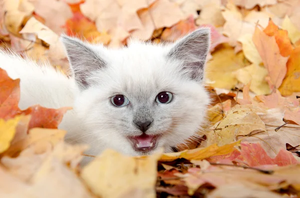 Cute kitten hiding in leaves — Stock Photo, Image