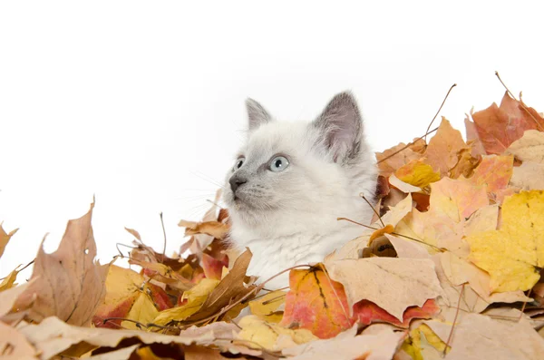 Söt kattunge gömmer sig i blad — Stockfoto