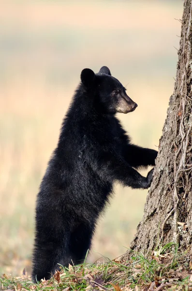 Filhote de urso negro americano — Fotografia de Stock