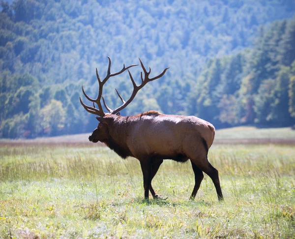 Americká elk býk — Stock fotografie