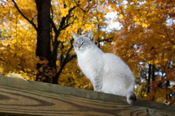 Mignon chat et feuilles d'automne — Photo