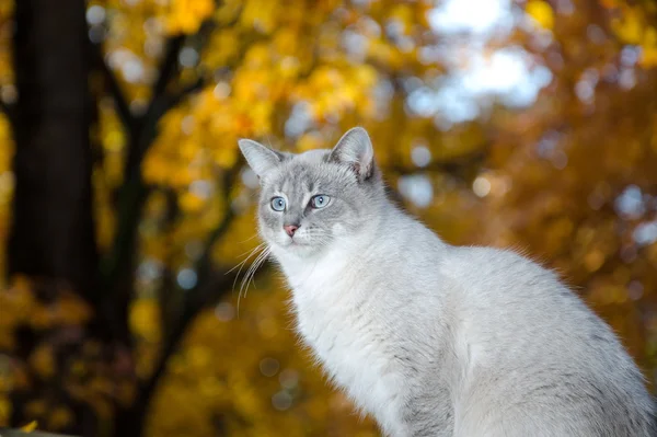 Söt katt och fall blad — Stockfoto