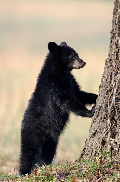 Filhote de urso negro americano — Fotografia de Stock