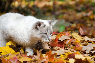 yaprakları sevimli beyaz kedi