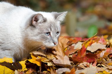 yaprakları sevimli beyaz kedi