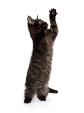 sevimli siyah yavru kedi