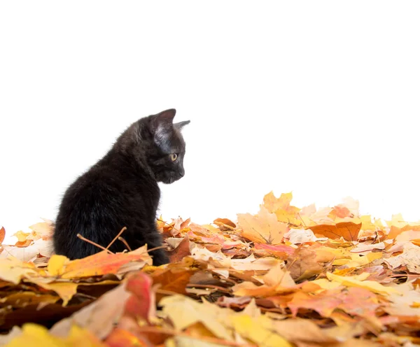 Симпатичный черный котенок и листья — стоковое фото